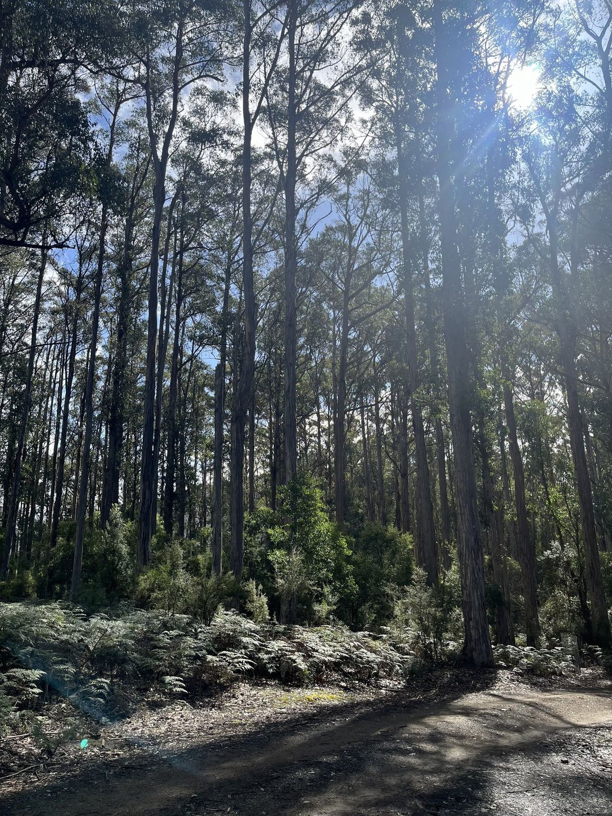 Tall eucalypt forest