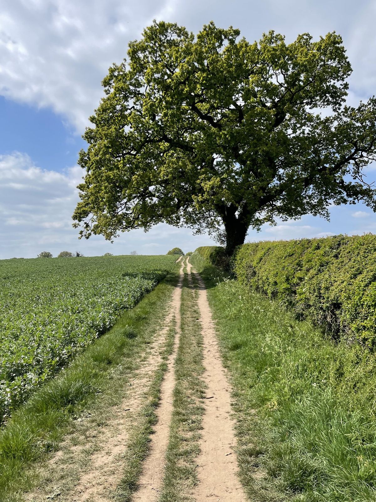 A path through open country