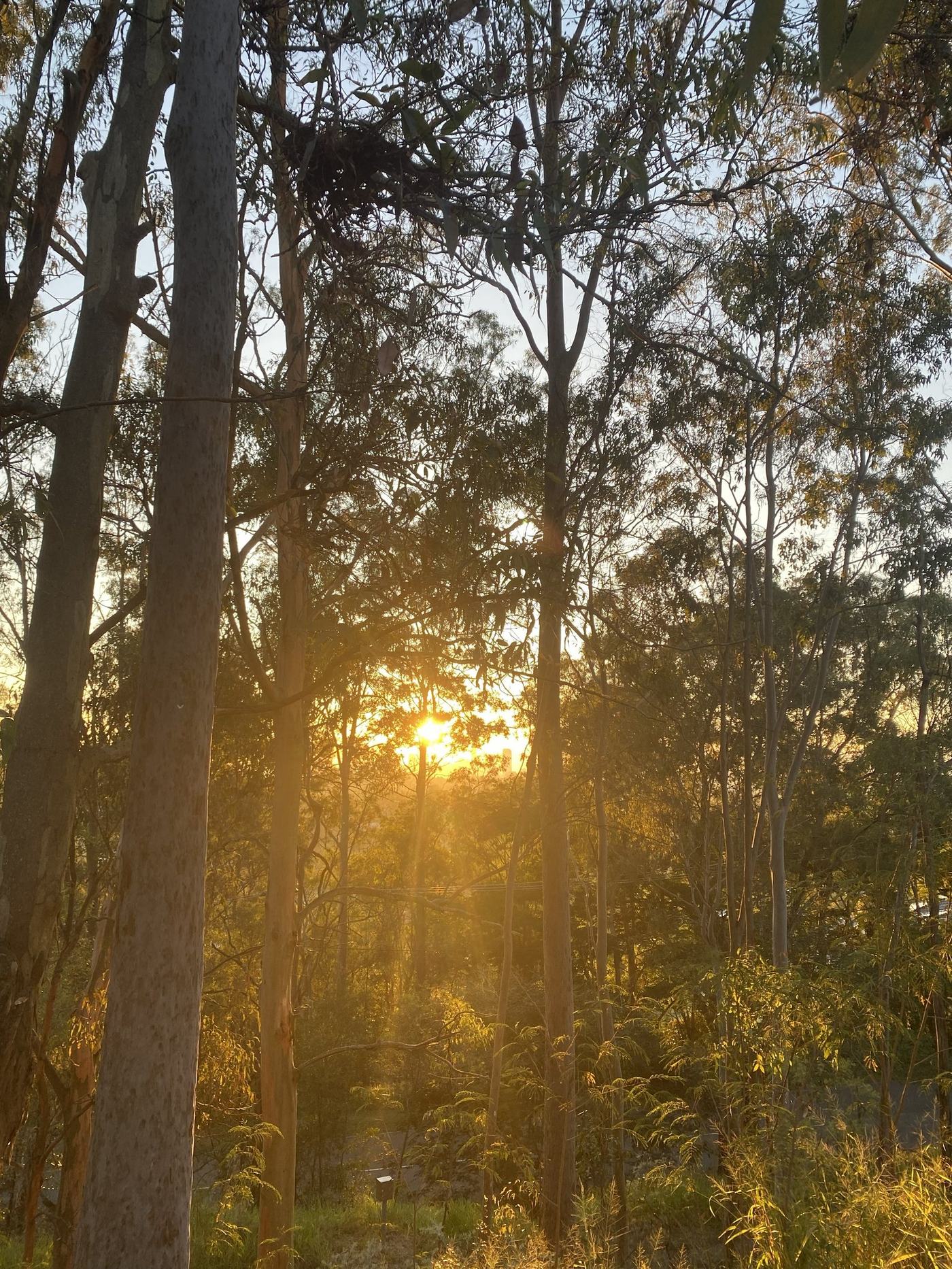 Late sun through a eucalypt canopy